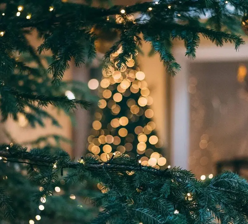 Photo by Mourad Saadi Christmas tree with string lights